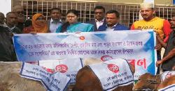 ঝালকাঠিতে জেলেদের মাঝে ৬০ টি বকনা বাছুর বিতরণ 