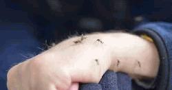 চাটমোহরে মশার উপদ্রব পৌরবাসী অতিষ্ঠ 