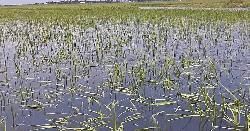অকাল বৃষ্টিতে ধর্মপাশা-মধ্যনগরে ২৯৫ হেক্টর বোরো ধান তলিয়ে ক্ষতি