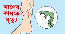 নবীনগরে বিষধর সাপের কামরে কিশোরের মৃত্যু 
