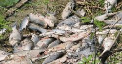 রামগঞ্জে মাছের ঘেরে বিষ প্রয়োগ, প্রায় ৭ লাখ টাকার ক্ষয়ক্ষতি