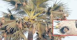 হারিয়ে যাচ্ছে ঐতিহ্যবাহী বাসা তৈরির সুনিপূণ কারিগর, বাবুই পাখি