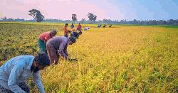 নন্দীগ্রামে বাম্পার ফলনেও দুশ্চিন্তায় কৃষক