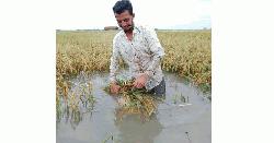 তলিয়ে গেছে খালিয়াজুরী হাওড়ের বোরো ধান, দুশ্চিন্তায় কৃষক 