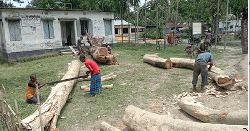 পীরগাছায় নিলাম ছাড়াই সরকারি গাছ বিক্রি 