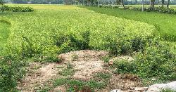 আদমদীঘিতে বৃদ্ধের আড়াই লাখ টাকার গাছ কেটে নিলো প্রভাবশালীরা