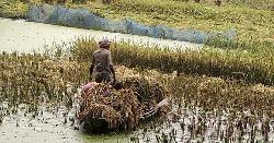 কোটালীপাড়ায় বোরো ধান কর্তনে ধীরগতি, দুশ্চিন্তায় কৃষক