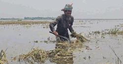 হাওরাঞ্চলে ক্ষতিগ্রস্ত কৃষকদের সরকারি সহায়তায় নির্ভুল তালিকা প্রয়োজন