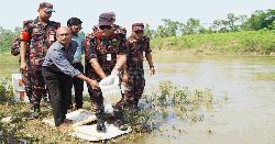 মাধবপুরে বিজিবির অভিযানে ২ কোটি টাকার ভারতীয় গলদা চিংড়ির রেনু পোনা জব্দ