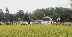 পঞ্চগড়ে বোরোর বাম্পার ফলন, নতুন জাতে খুশি কৃষকরা