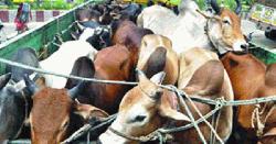 ঢাকা-মাওয়া এক্সপ্রেসওয়ের শ্রীনগরে গরু বোঝাই ট্রাক ছিনতাই