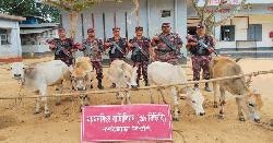 শেরপুর সীমান্তে ৫টি ভারতীয় গরু জব্দ