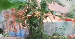 পাবনায় কিশোরীকে ধষর্ণ-হত্যার জেরে আসামিদের বাড়িতে আগুন, দগ্ধ হয়ে নিহত ৩