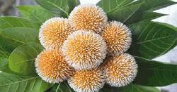 আষাঢ়ের অপরূপ শোভা কদমফুল