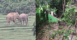 বোয়ালখালীতে লোকালয়ে বন্য হাতির বিচরণে উদ্বিগ্ন এলাকাবাসী