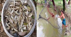 দেশীয় মৎস্য চাষে স্বাবলম্বী হচ্ছেন কলাপাড়ার গ্রামীণ নারী-পুরুষ