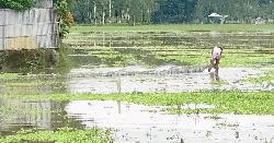 ডিম ছাড়ার মৌসুমেও উলিপুরে  চায়না দুয়ারির দাপট, হুমকিতে দেশীয় মাছের বংশবিস্তার