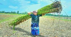 অতি বৃষ্টিতে পাট গাছের স্বাভাবিক বৃদ্ধি ব্যাহত
