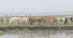 কুড়িগ্রামের চরবাসীর বেঁচে থাকার স্বপ্ন গবাদিপশু পালন