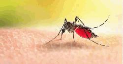 ডেঙ্গুতে আরও ৩ জনের মৃত্যু