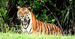 সুন্দরবনে ১০ বছরে বাঘের সংখ্যা বেড়েছে ১৯টি