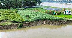 শেরপুরে দুই নদীর থাবায় ভিটেমাটি হারিয়ে দিশেহারা নদীপাড়ের মানুষ