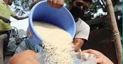খাদ্যবান্ধব কর্মসূচির চাল বিতরণ শুরু, উপকৃত হবেন ৫৫ লাখ পরিবার