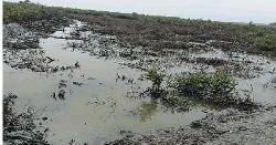 বিএনপির নাম ভাঙিয়ে মাছের ঘের - লবণ চাষ