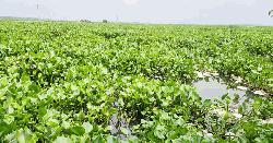 কচুরিপানার দখলে চলনবিল, কর্মহীন হাজারও মানুষ