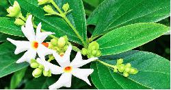 শিউলির সুবাসে শরতকাল, বিদায় নিচ্ছে গরম
