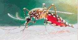 ডেঙ্গুতে আক্রান্ত হয়ে আরো ৫ জনের মৃত্যু