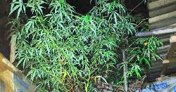 বাড়িতে গাঁজার গাছ লাগিয়ে পরিচর্যা, কারবারি গ্রেপ্তার