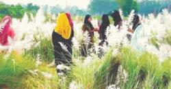 কাশফুলের শুভ্রতায় শরতের সাজ নবীনগরে