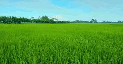 বিরামপুরে সবুজে ভরে উঠেছে আমনের খেত 