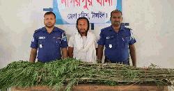 নাগরপুরে ৫টি তাজা গাঁজার গাছসহ মাদক ব্যবসায়ী প্রেপ্তার