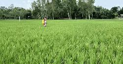 বিরামপুরে কাঙ্ক্ষিত বৃষ্টিতে আমন নিয়ে কৃষকের স্বস্তি, সাথে শীতের বার্তা