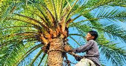 খেজুরগাছ ঝোড়ার কাজে ব্যস্ত গাছিরা