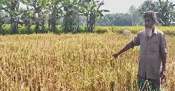 বিরামপুরে ধান কেটে নেওয়া ও সবজি ক্ষেত বিনষ্টের অভিযোগ
