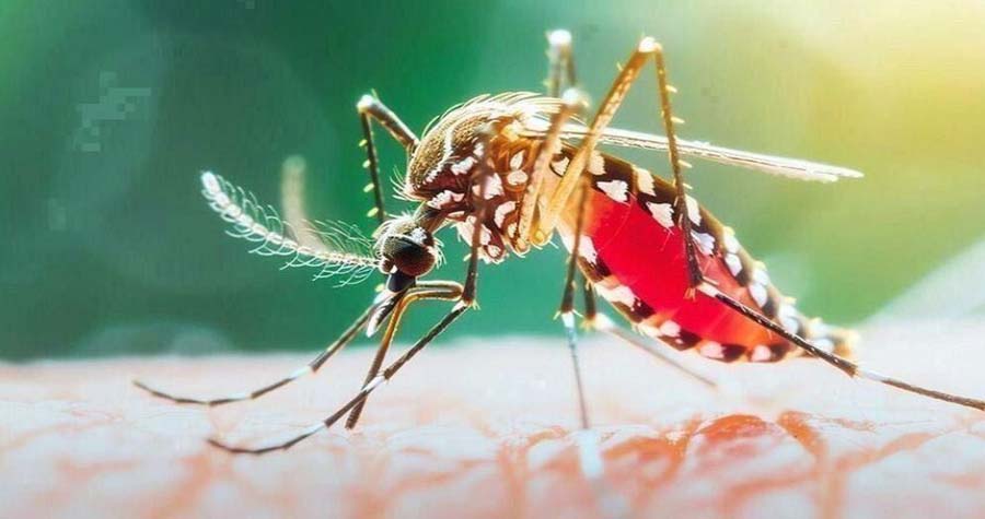 ডেঙ্গু আক্রান্ত হয়ে একদিনে ১১ জনের মৃত্যু