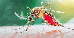 ডেঙ্গু আক্রান্ত হয়ে একদিনে ১১ জনের মৃত্যু