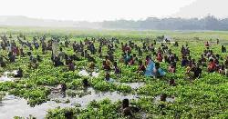 চলনবিলে শুরু ঐতিহ্যবাহী বাউৎ উৎসব