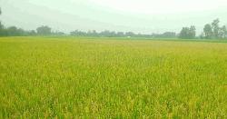 নন্দীগ্রামে কার্তিকের বৃষ্টিতে স্বস্তি, আমন ধানের জমিতে আর সেচের প্রয়োজন হবে না